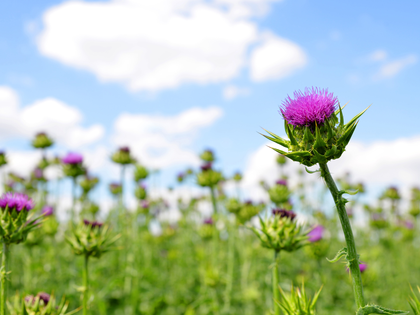 Field with Silybum marianum (Milk Thistle) , Medical plants.