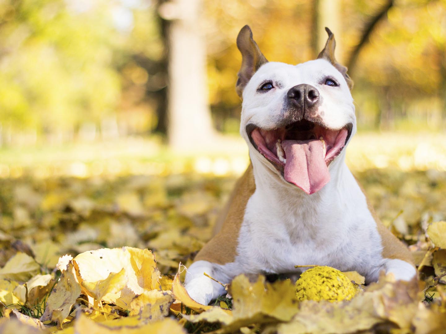 Smiling dog enjoying the beautiful sunny autumn day