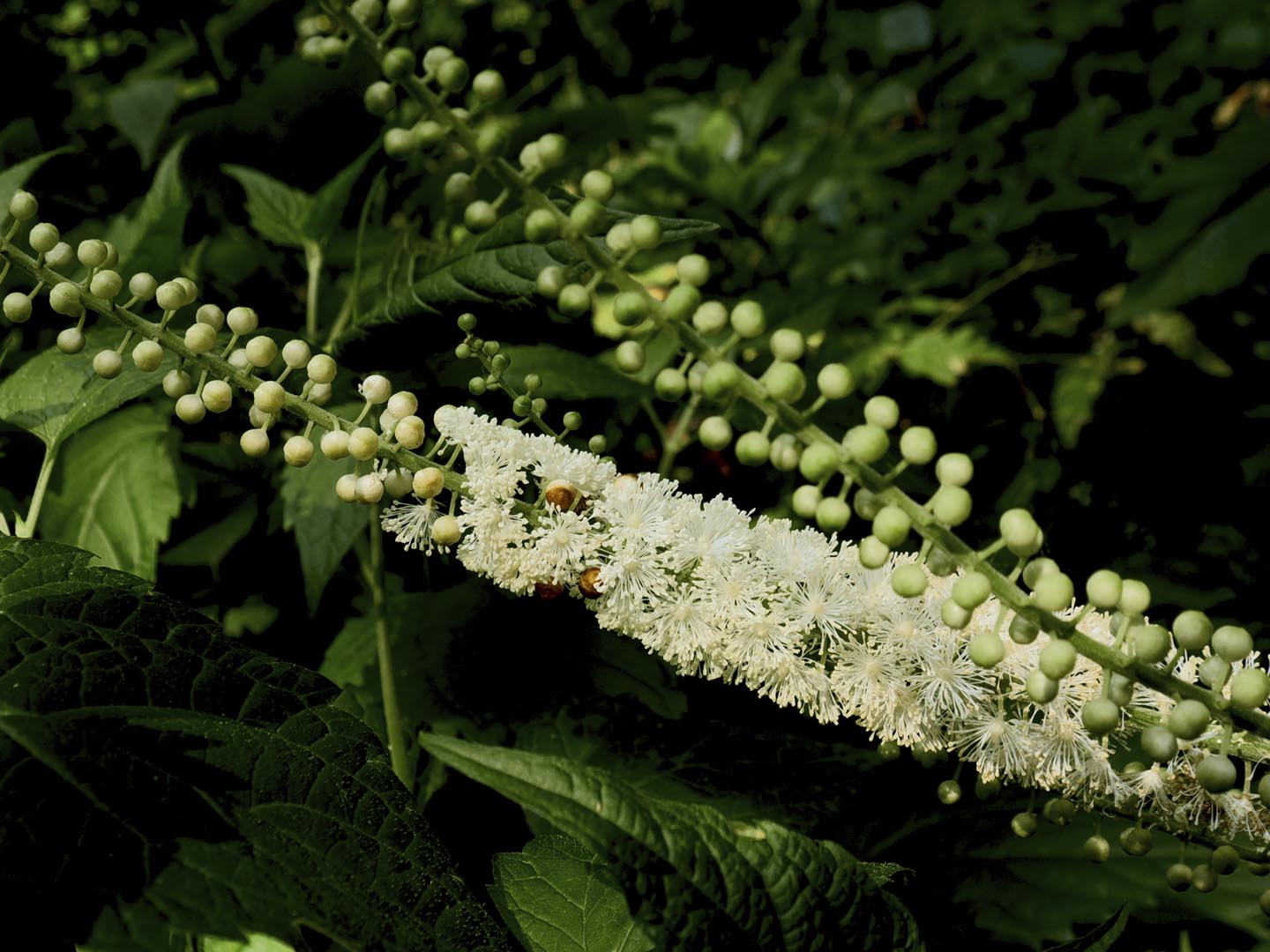 Black Cohosh Flower (Actaea racemosa) in its natural woodland setting