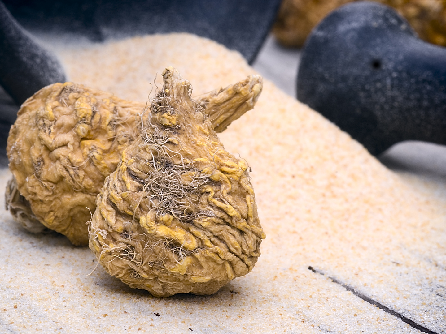 Peruvian ginseng or maca (Lepidium meyenii), dried root and  powder on wooden table