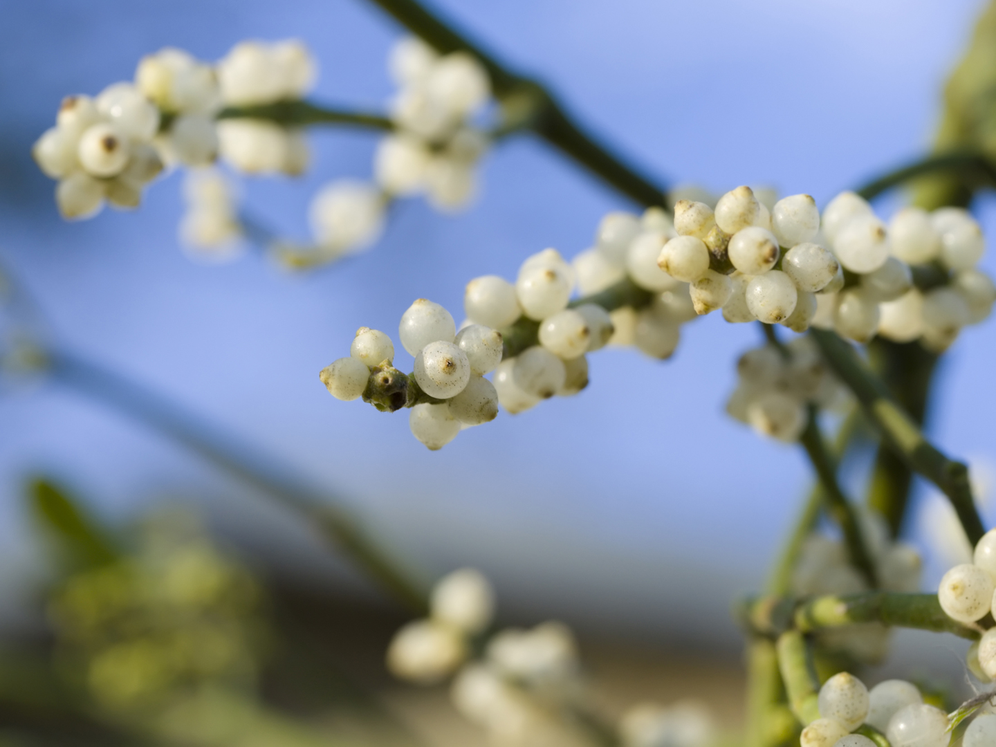 Mistletoe berries macro against sky.