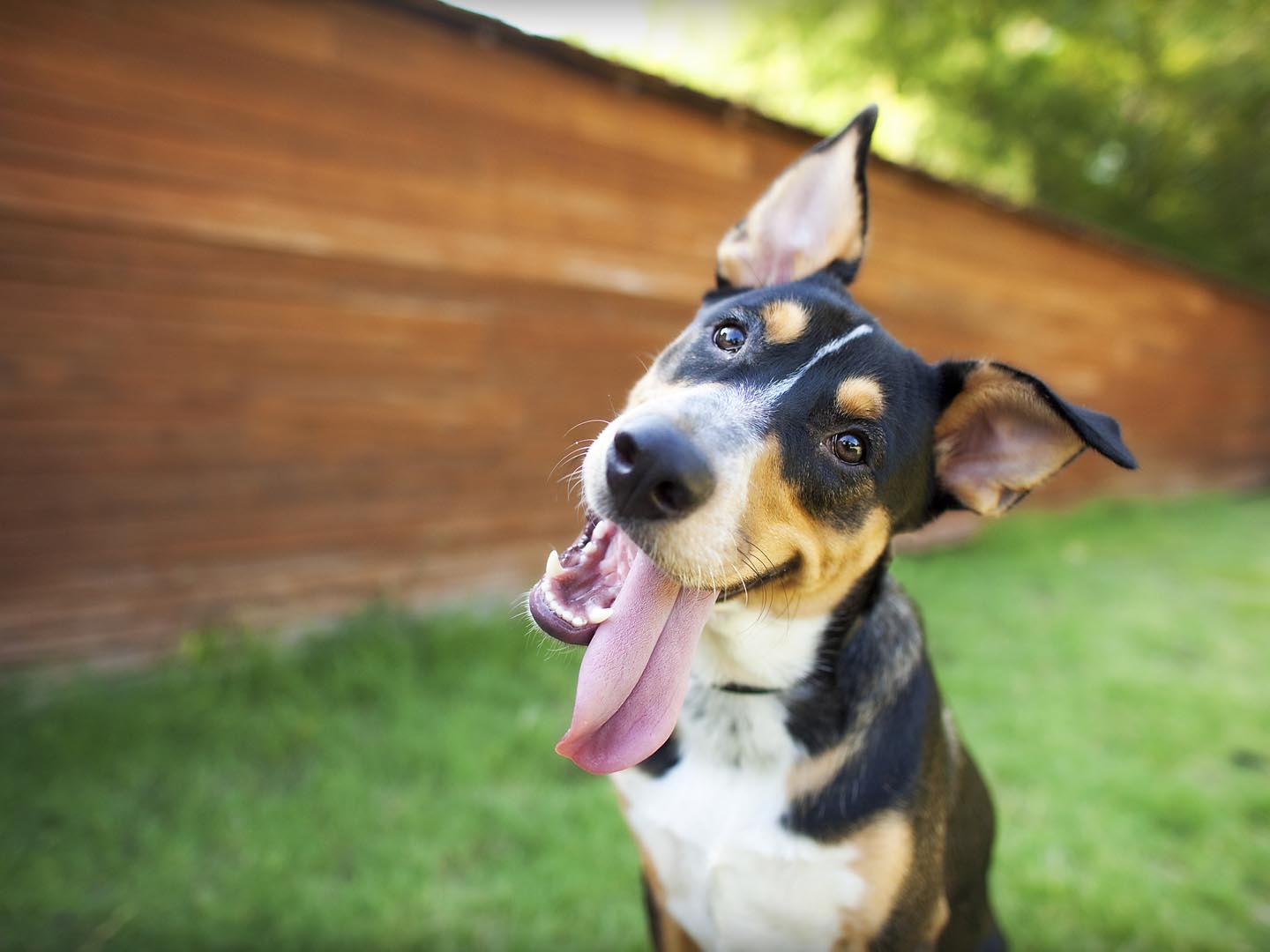 Curious and Happy Tricolor Dog with Tongue out