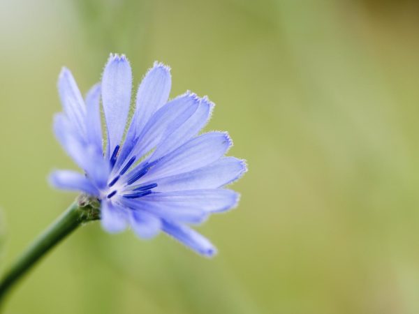 Chicory flower with shallow depth of field.