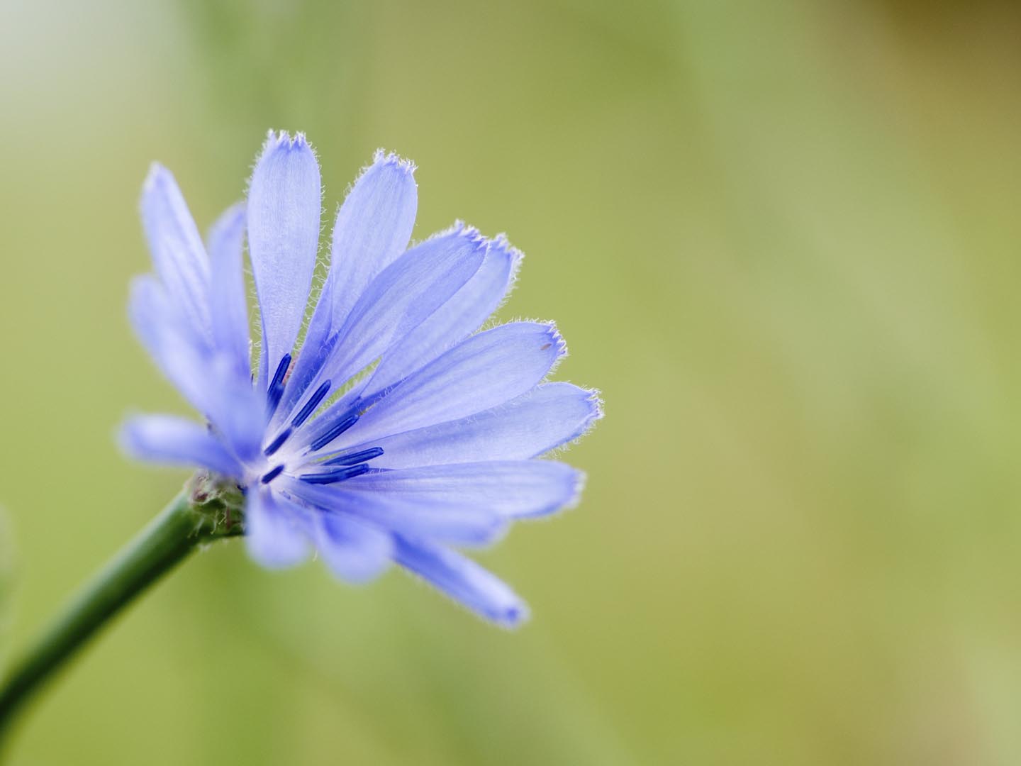 Is Chicory Good for You? - Ask Dr. Weil