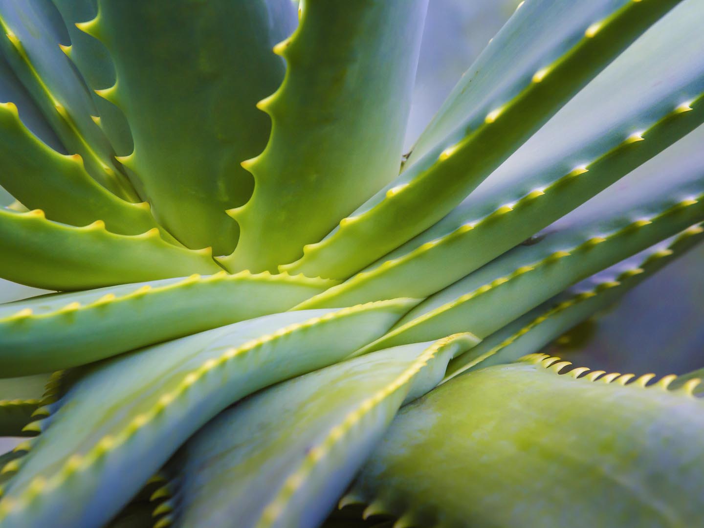 strategi marmor gennemskueligt Aloe Vera - DrWeil.com