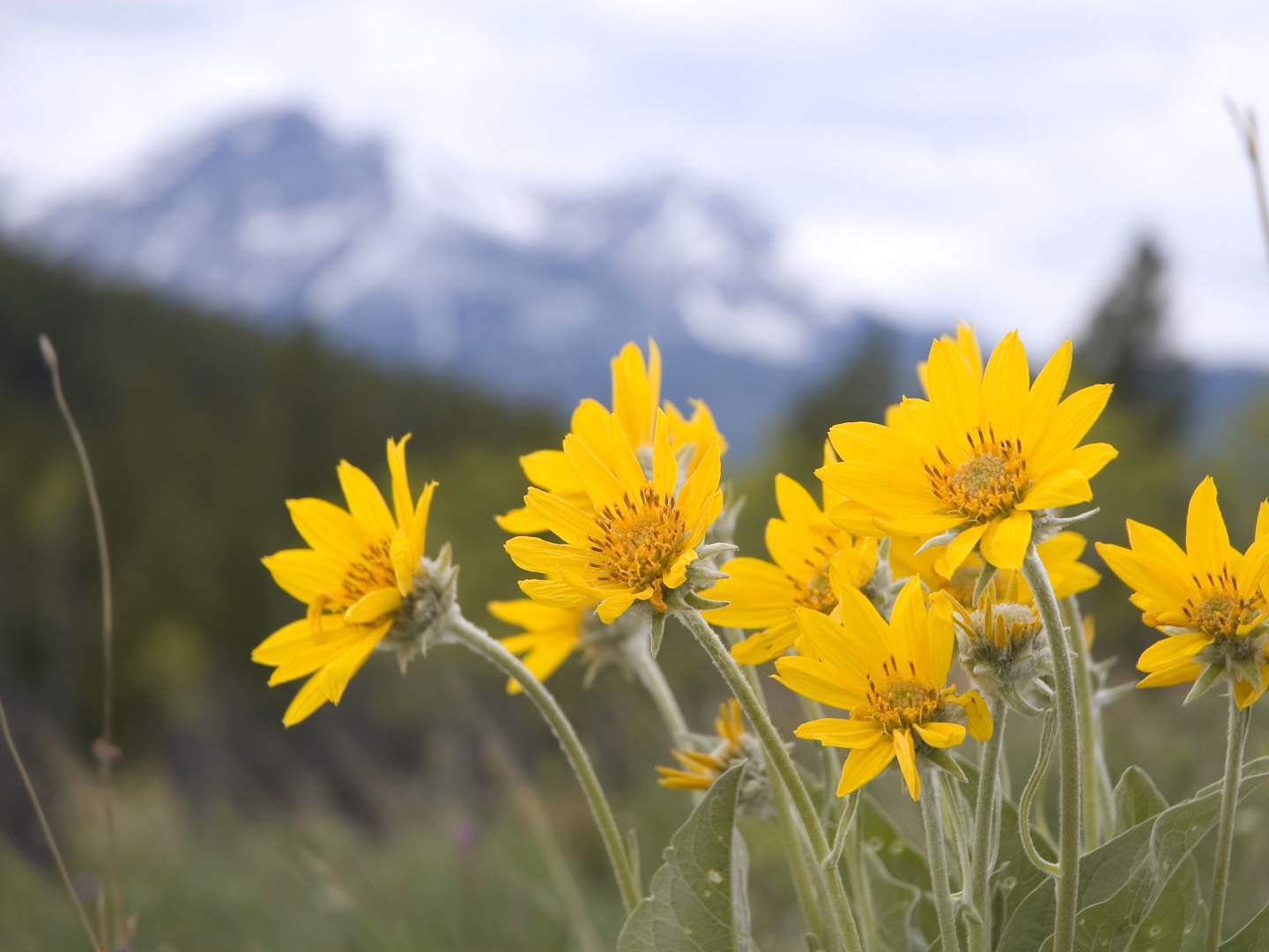 Arnica: Uses &amp; Benefits | Herbal Remedies | Andrew Weil, M.D.