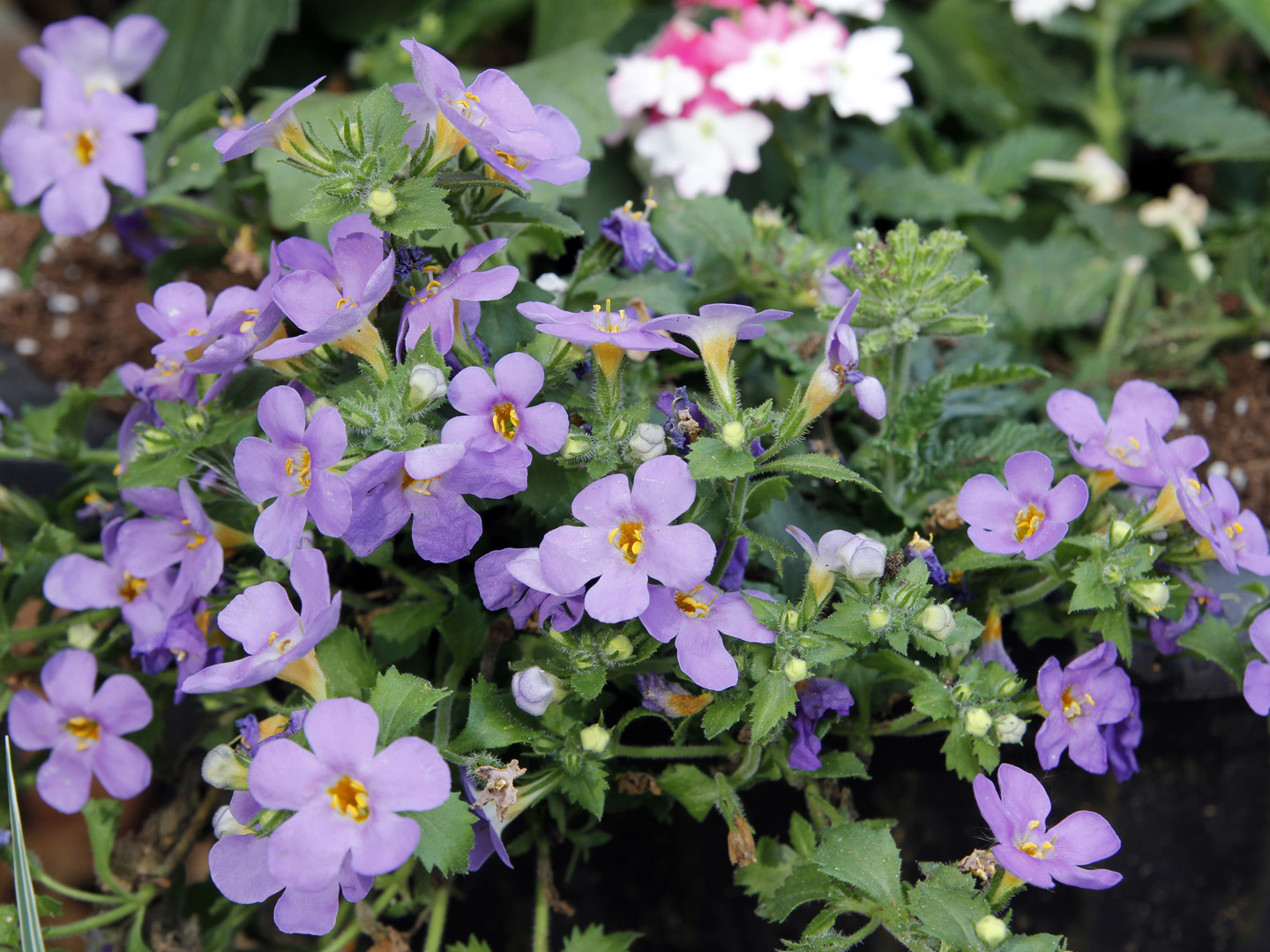 Bacopa &quot;Gulliver Blue&quot;