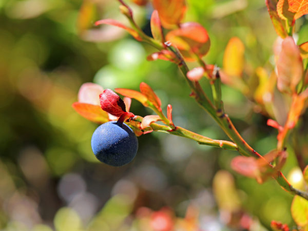 Close up of Single bilberry or Vaccinium myrtillus in autumn, very shallow depth of field, suitable for backgrounds.