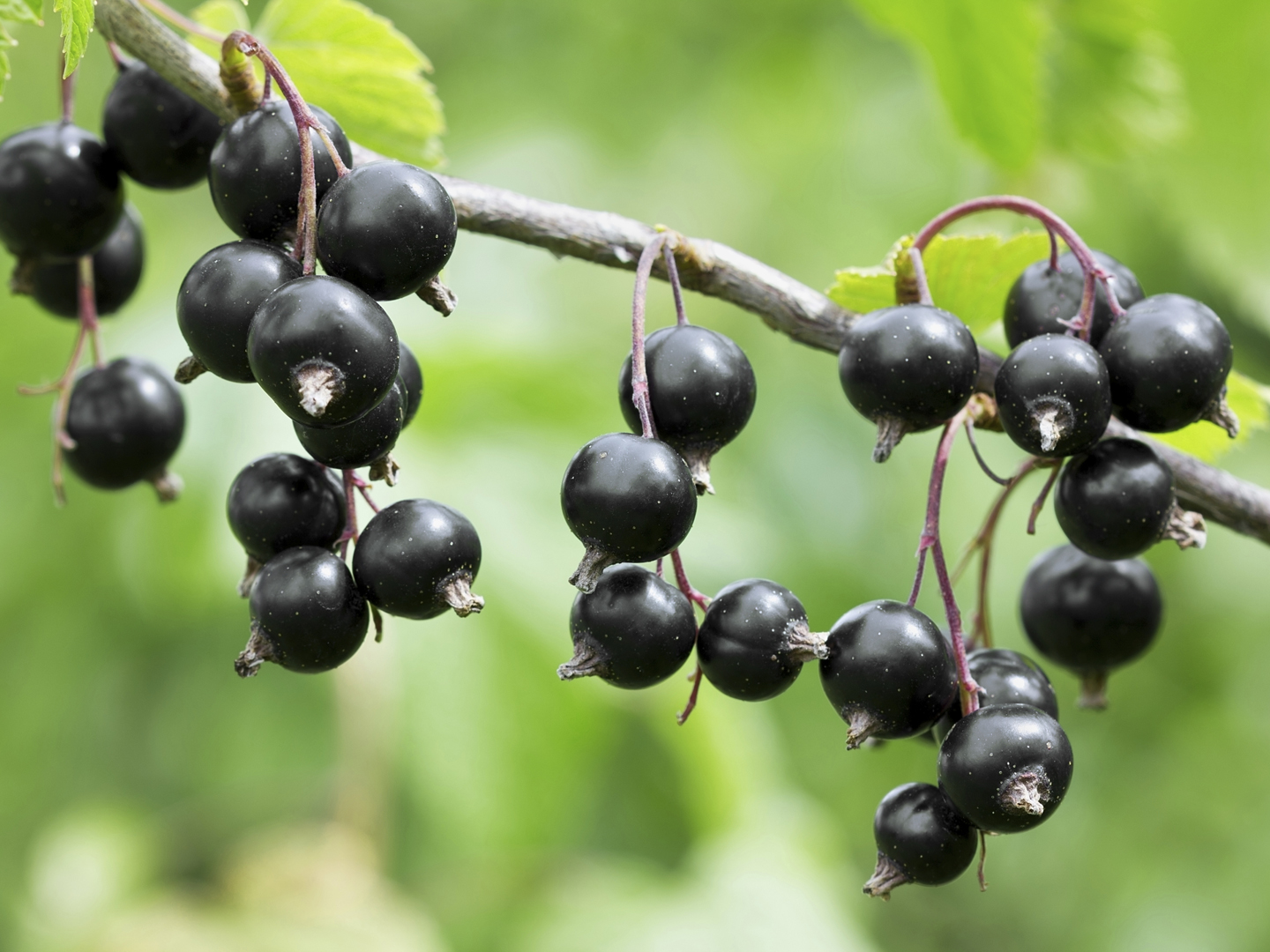 black currant on a branch in the garden