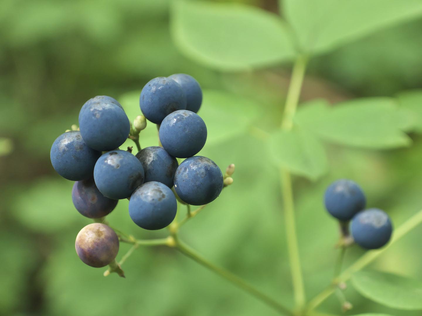 The blue berries of the blue cohosh plant (Caulophyllum calicthroides) wild woodland medicinal plant and herb.