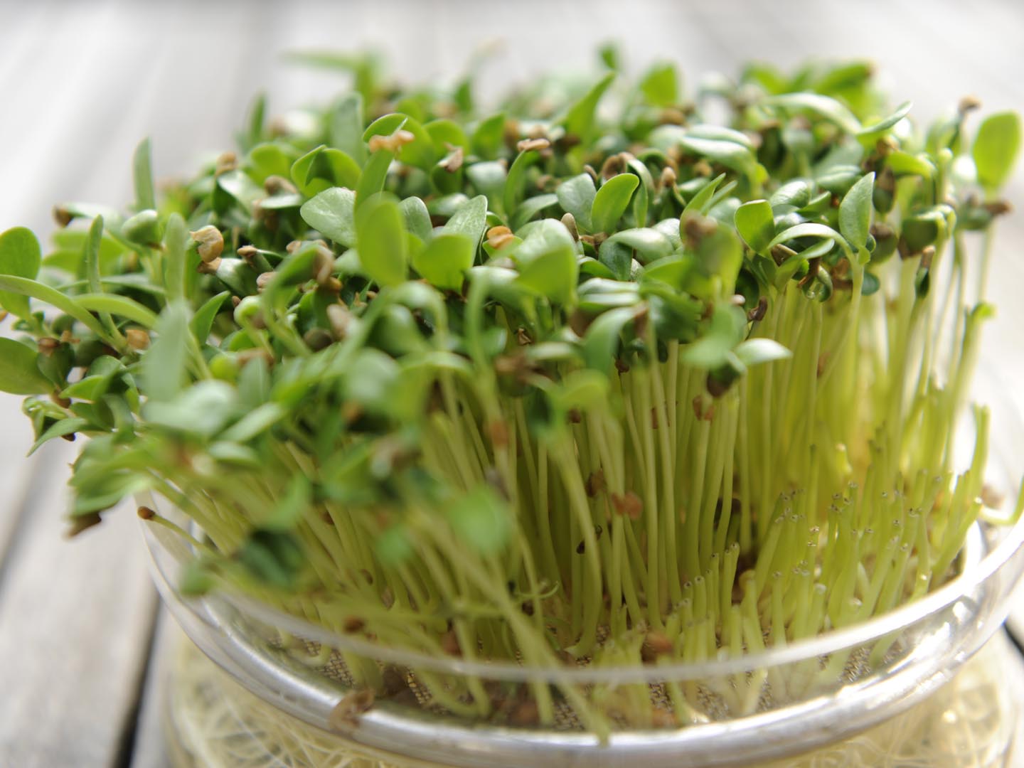 Fenugreek sprouts in bowl