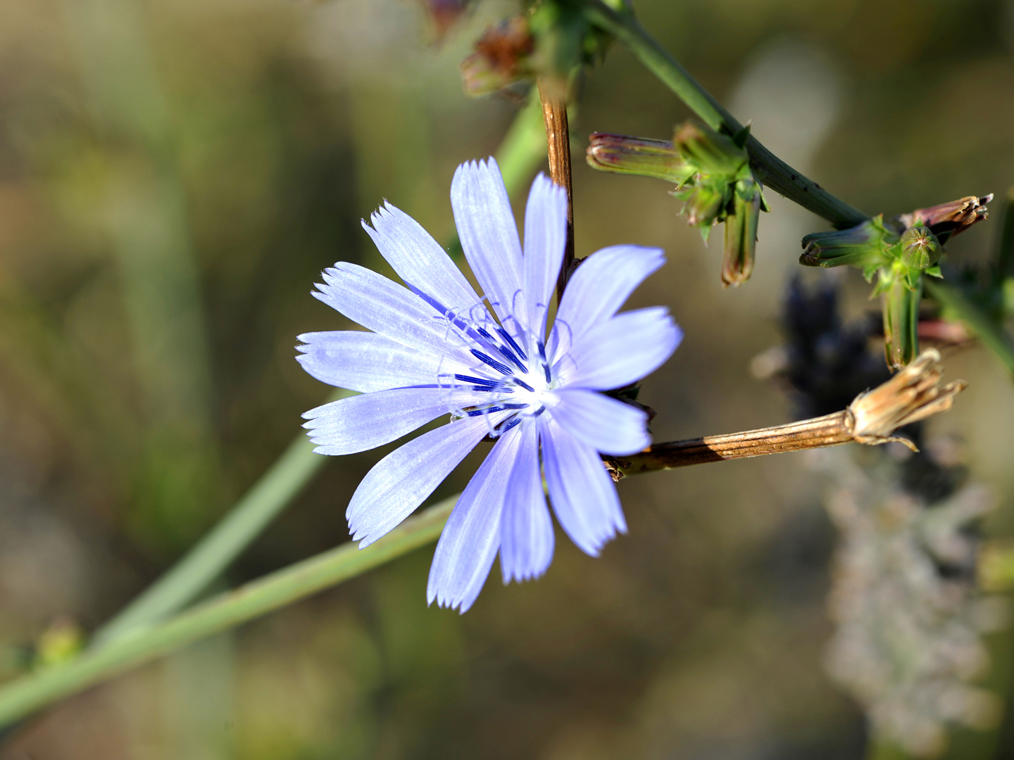 Flower of Luberon - Chicory