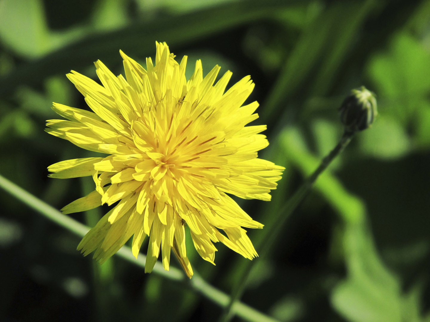 Macro photo of a yellow dandelion and a bud.