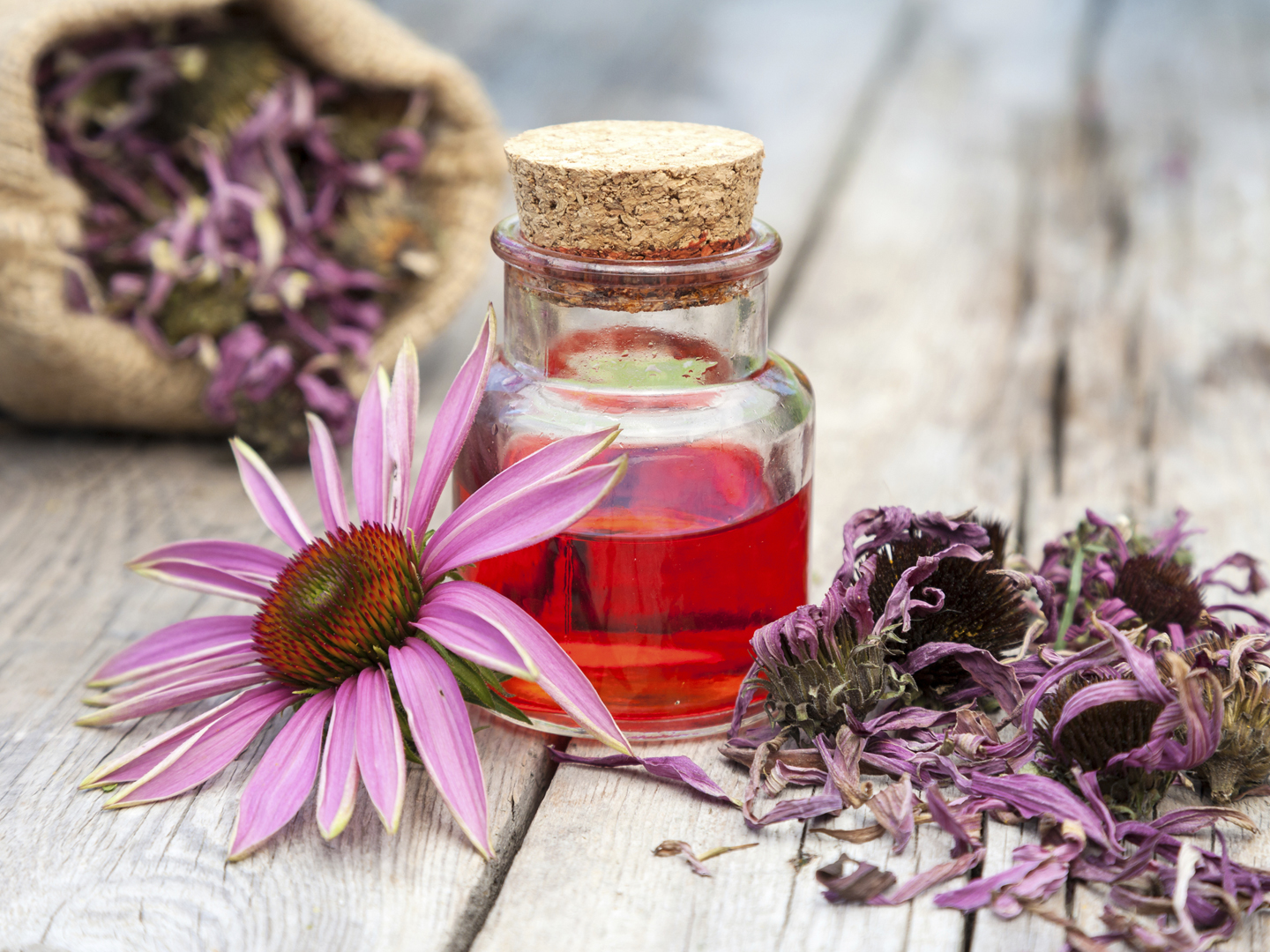 Echinacea | Herbal Remedies | Andrew Weil, M.D.