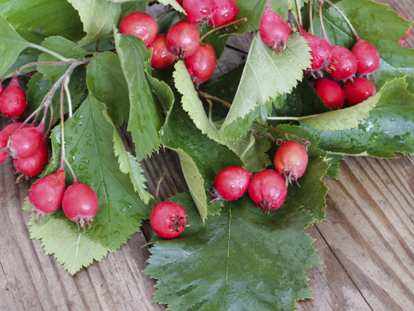 Hawthorn berries on wooden rustic background
