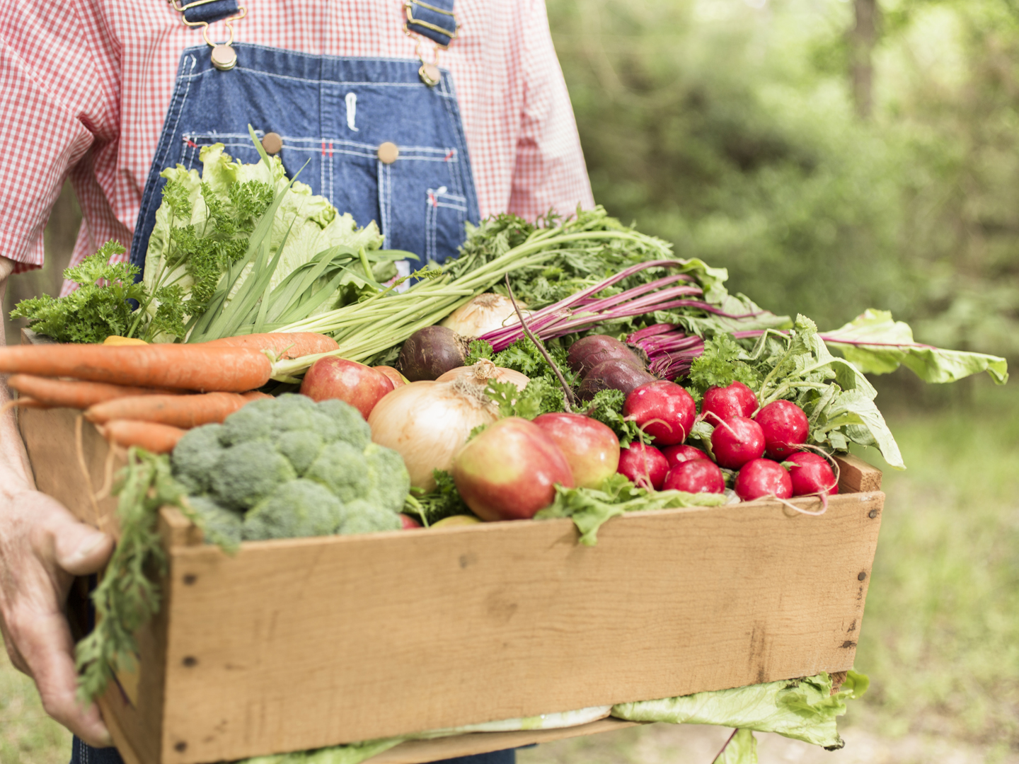 Unrecognizable mature male farmer is picking and inspecting his crop organic vegetables that he has grown on his farm or garden. He is taking the various veggies to the market to sell. These plants are growing in the spring and summer season. Homegrown produce. Close-up of hand, crops. Man wearing overalls stands behind the crate of produce.