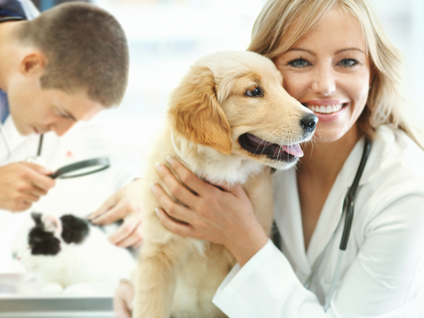 Closeup of vet&#039;s doing their job at animal hospital. Female vet in mid 30&#039;s is holding cute golden retriever puppy, smiling and looking at camera. Her colleague in background is examining a cat, slightly blurry.