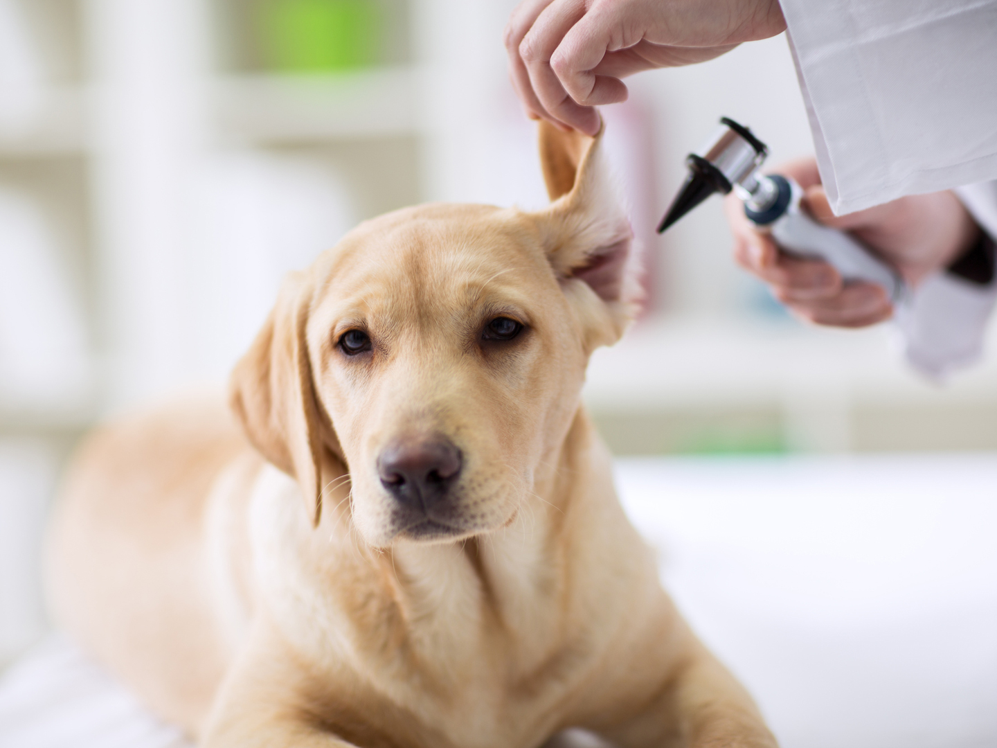 Are OTC Human Drugs Safe for Pets? - Ask Dr. Weil