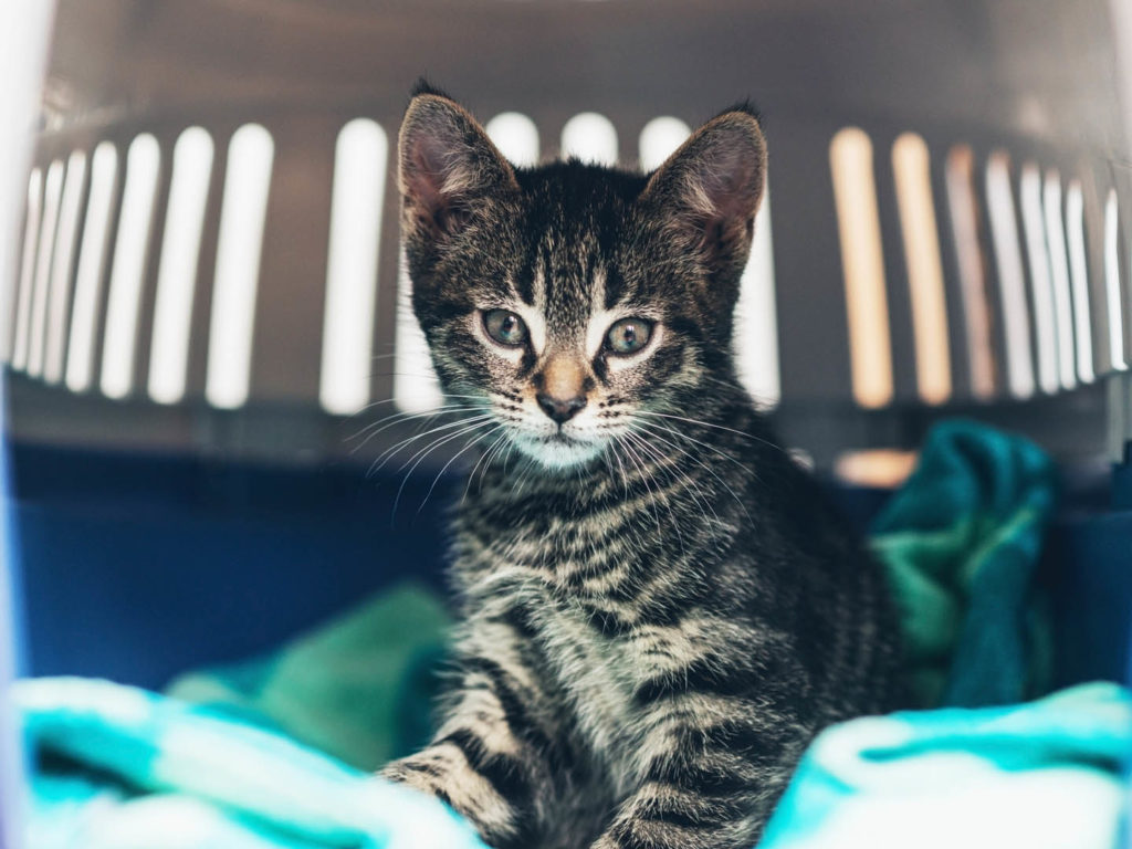 2019 year - How to Bring a Cat Home when You Have Dogs 2019 year