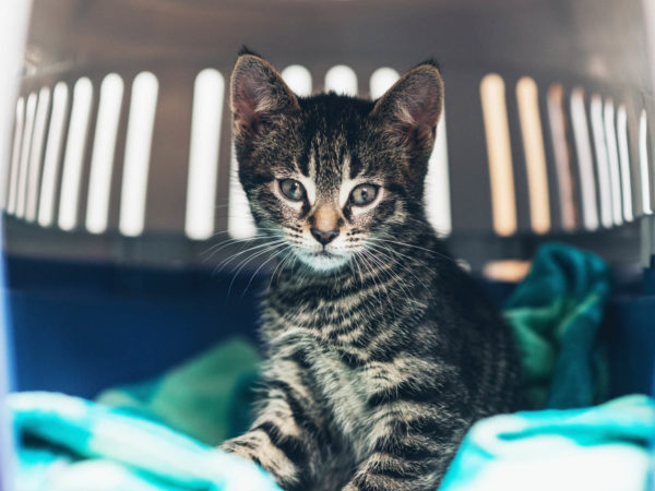 Curious cute little tabby kitten with huge eyes staring curiously at the camera as it sits on a blue blanket in a travel crate