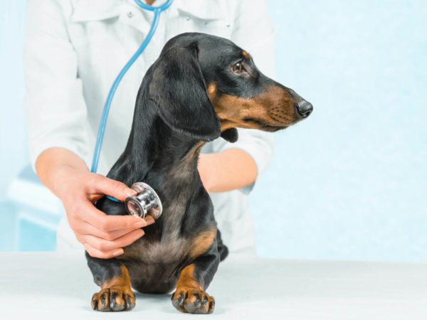 Veterinarian listens dachshund dog in a hospital