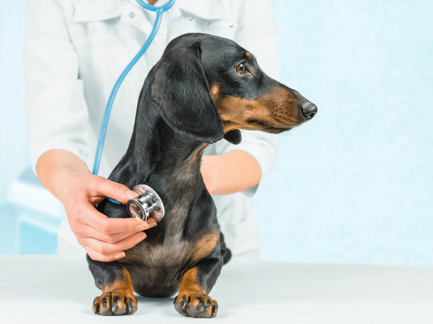Fish Oil for Dogs Omega 3 for Dogs | Dr. Weil