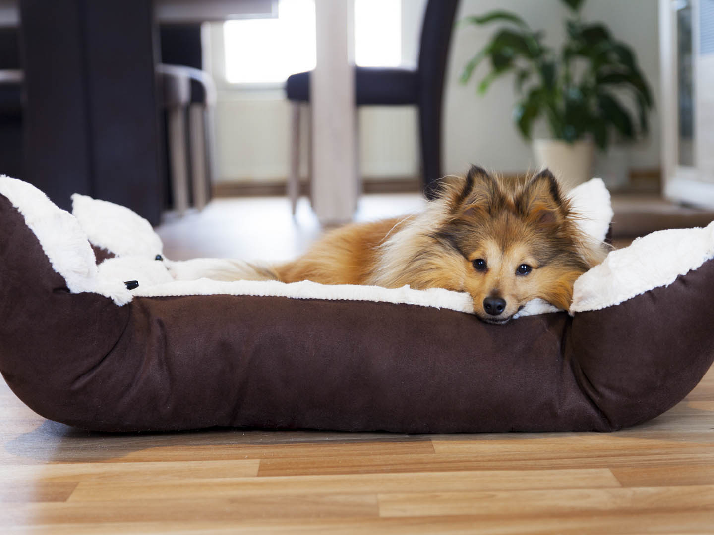 Keep Pets Out of Your Bed? - Dr. Weil