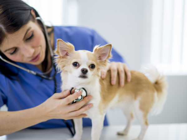 A vet is examining a chihuahua by listening to the dogs heartbeat.