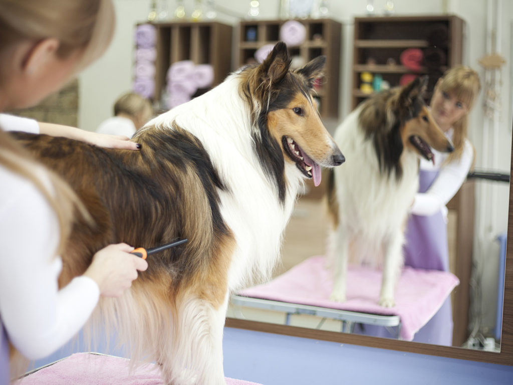 pet skin care