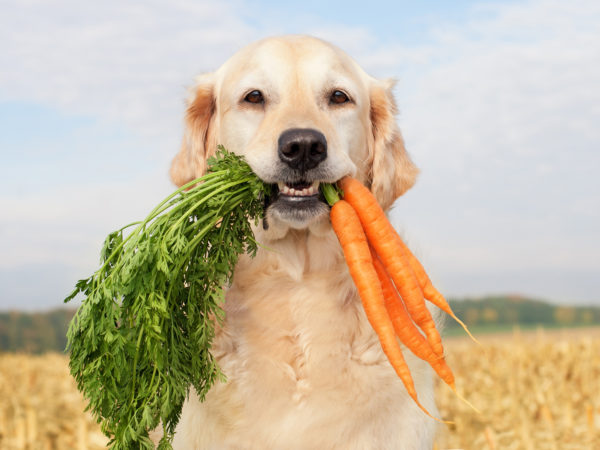 Golden Retriever holding carrots - healthy eating