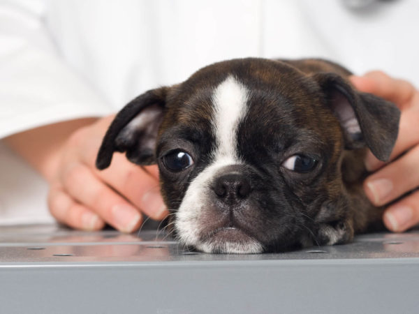 Sad and sickly looking puppy on examining table.