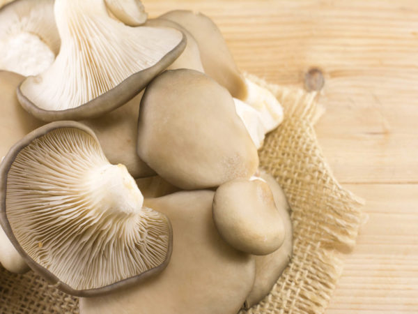 medicinal mushrooms