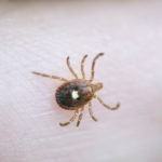 Lone Star Tick, Amblyomma Americanum, several deceases including human monocytotropic ehrlichiosis