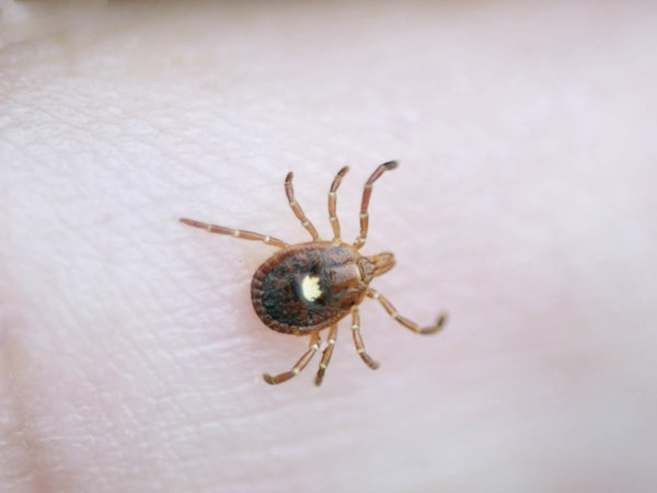 Lone Star Tick, Amblyomma Americanum, several deceases including human monocytotropic ehrlichiosis