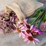 bunch of healing coneflowers and sack with dried echinacea flowers on wooden plank, herbal medicine