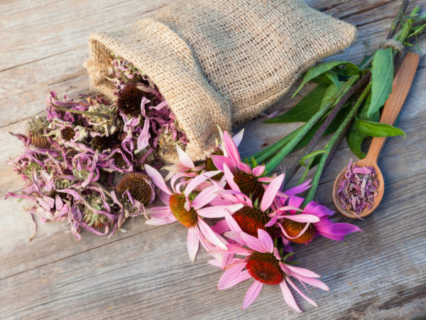 bunch of healing coneflowers and sack with dried echinacea flowers on wooden plank, herbal medicine