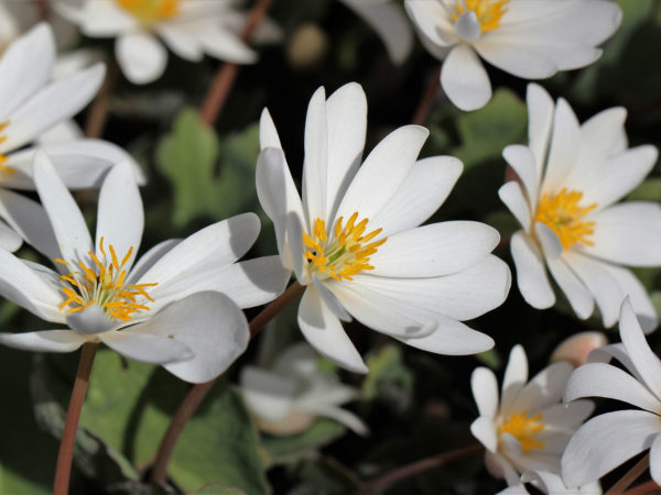 bloodroot for skin cancer