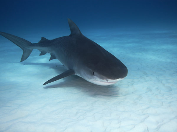 can shark cartilage cure cancer