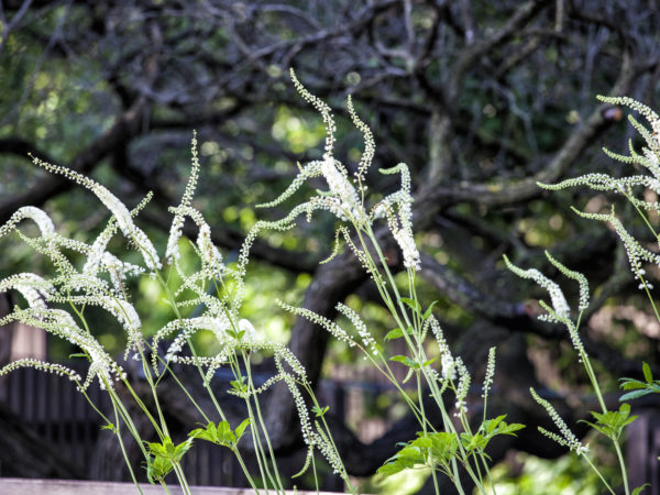 white flowers of the herb black cohosh in a herb garden, summer morning