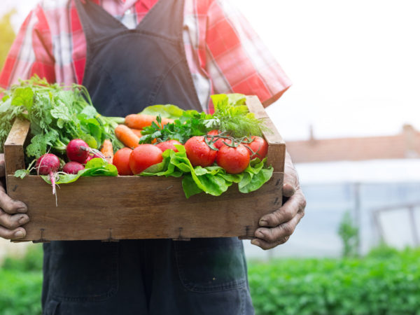 Old man&#039;s hands holding a crate full of fresh and raw vegetables-carrot, tomato, turnib, parsley, dill and lettuce. Field with lettuce plants on background.