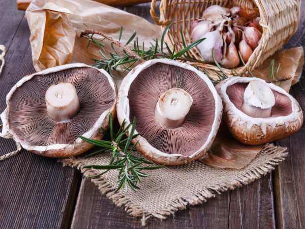 mushrooms to curb cancer