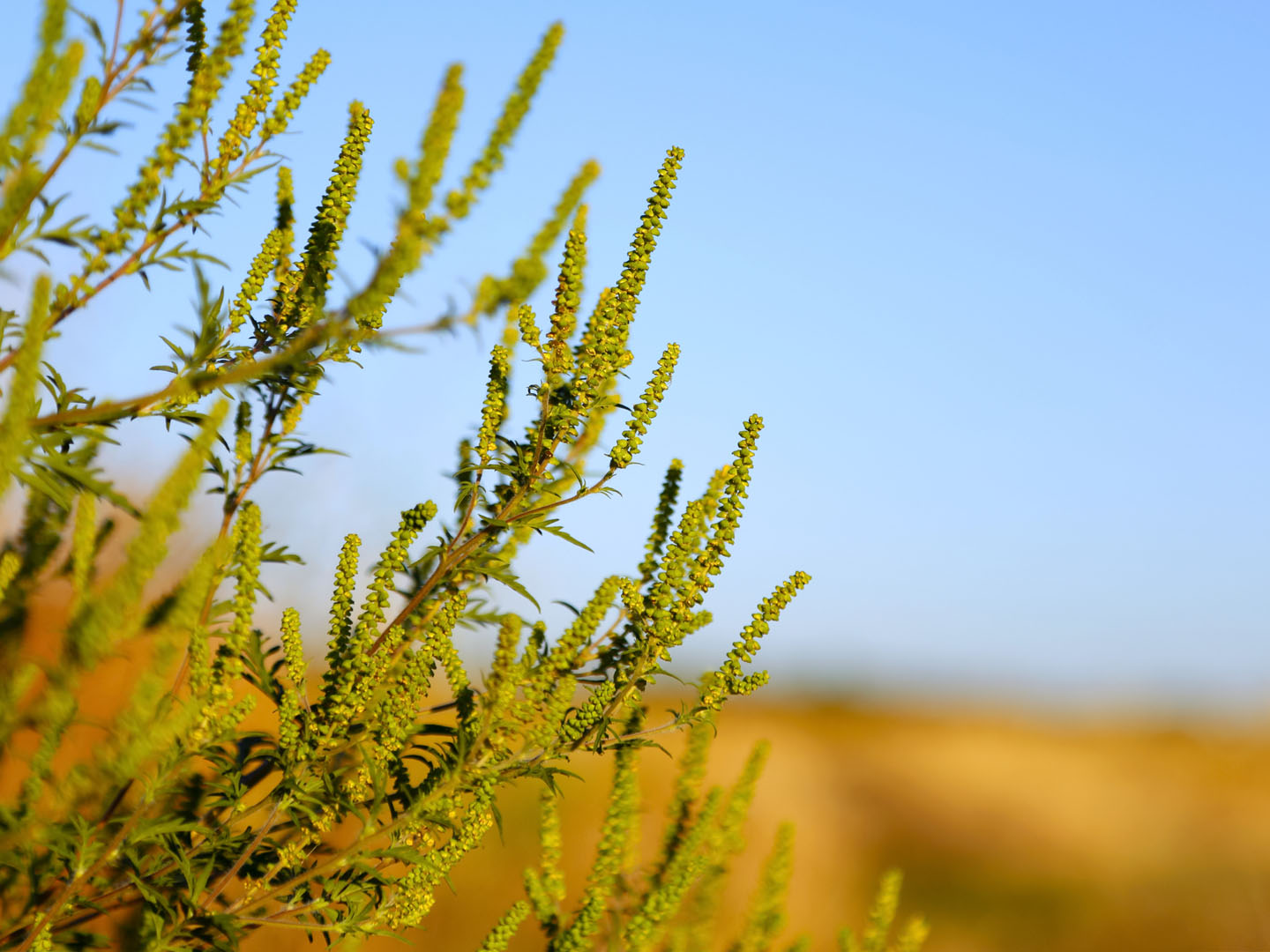 Jackass Bitters for Diabetes? Ask Dr. Weil