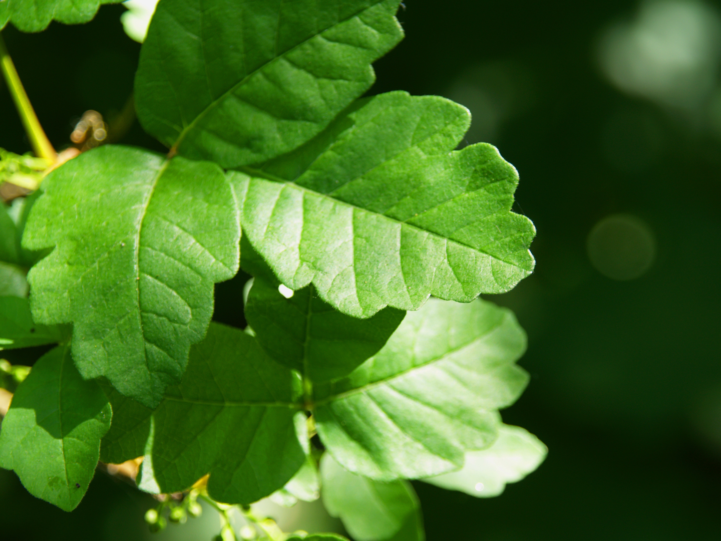 What are some effective poison oak treatments?
