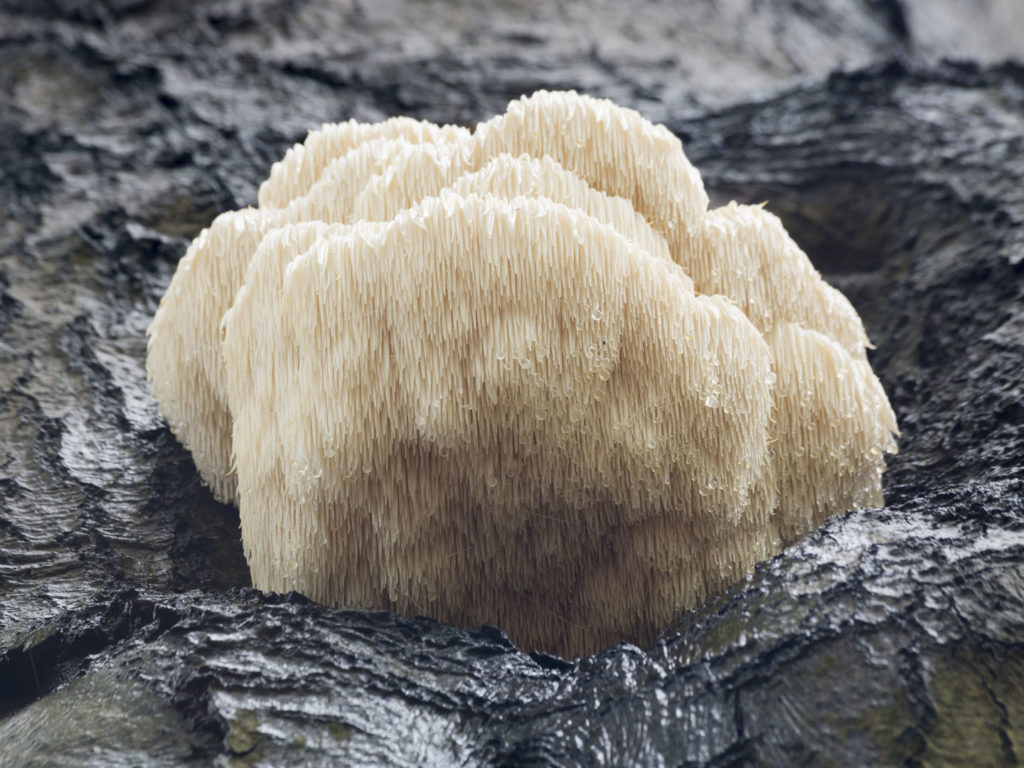 Rare Lion's Mane Mushroom (Hericium erinaceus) - Baarn, the Netherlands
