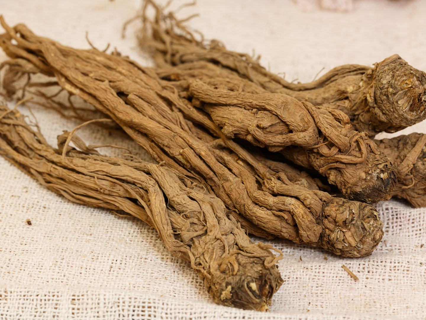 Chinese Medicineï¼ Nourishing herbs ,Chinses Angelica