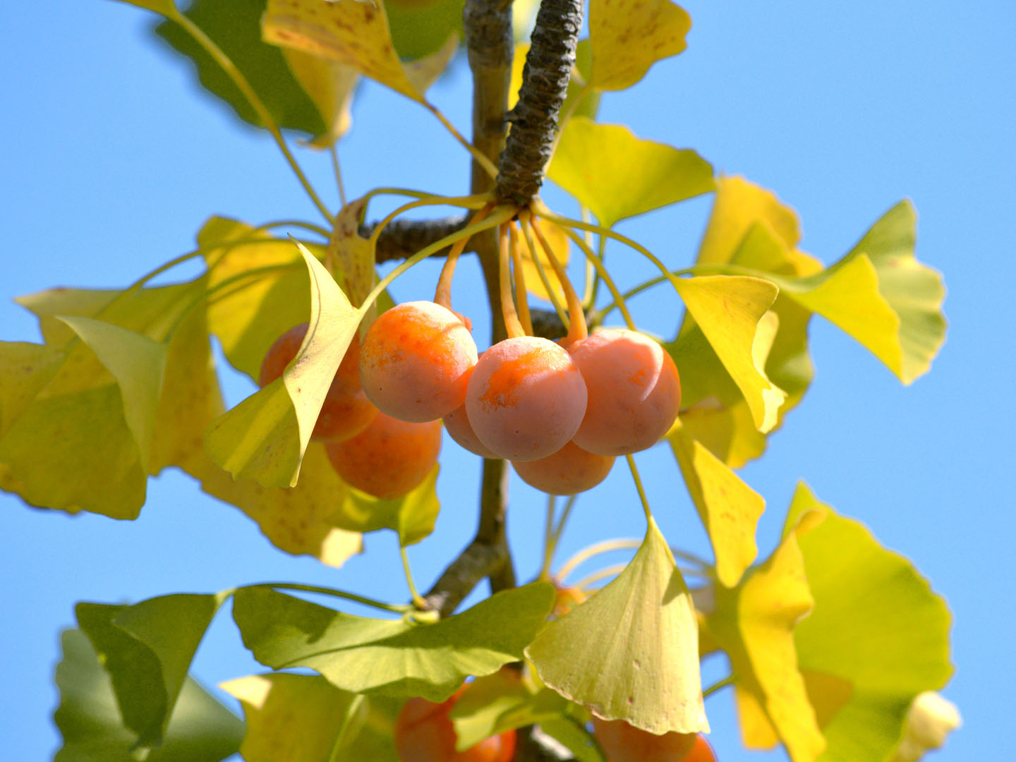 Ginkgo nuts