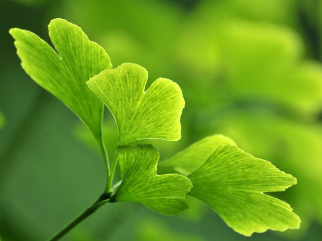 Fresh ginkgo leaves in spring