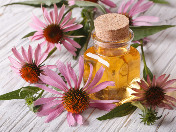 Fragrant medical tincture of Echinacea purpurea closeup in a glass bottle. horizontal