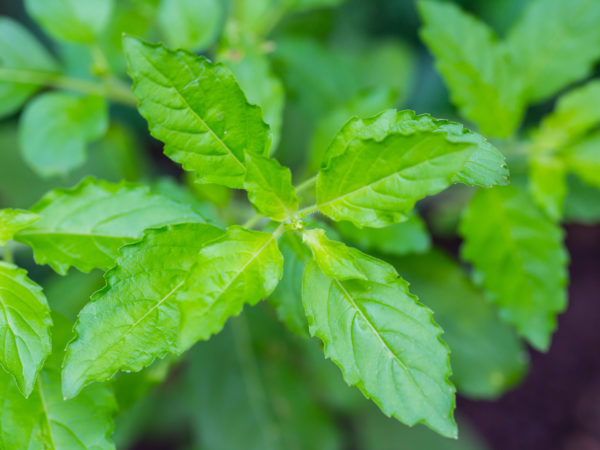 SACRED BASIL Holy Basil Food ingredients, spices, herbs, Thailand