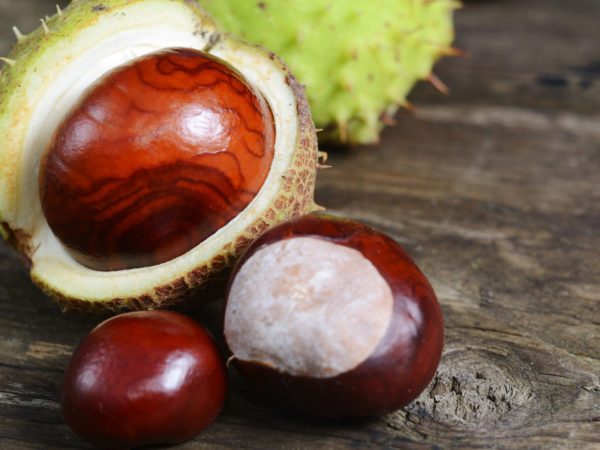 Horse Chestnut | Herbs &amp; Supplements | Andrew Weil, M.D.